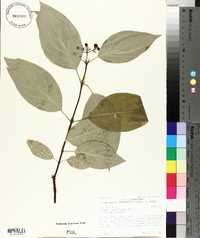 Cornus sericea subsp. sericea image