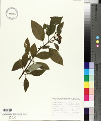 Cornus sericea subsp. sericea image