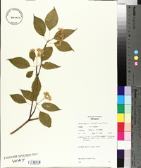 Cornus sericea subsp. sericea image