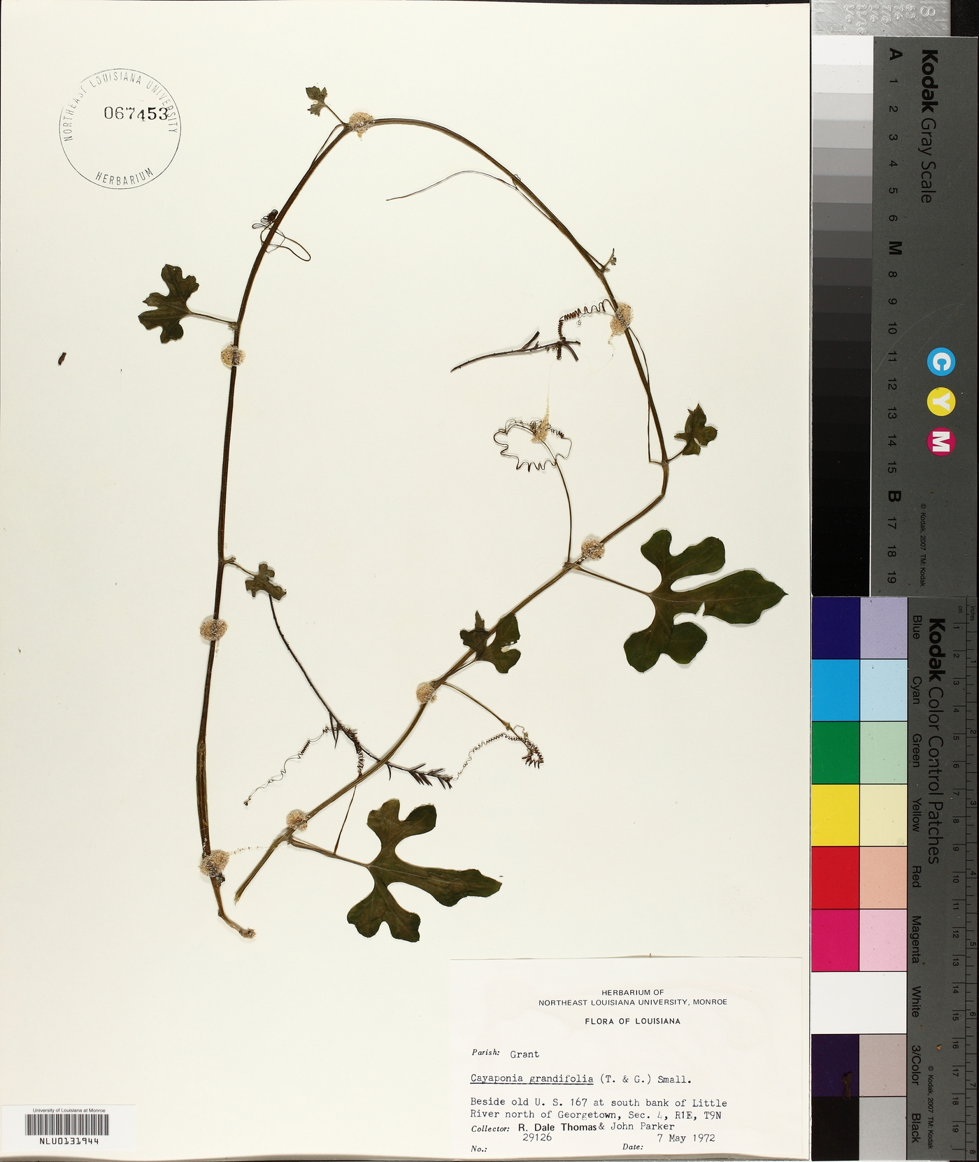 Polyclathra cucumerina image