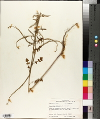 Sisymbrium officinale image