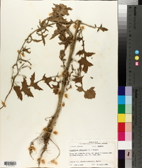 Sisymbrium officinale image