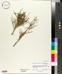 Glossopetalon spinescens var. spinescens image