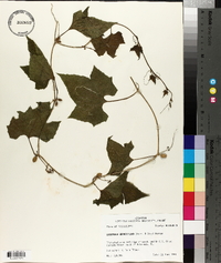 Polyclathra cucumerina image