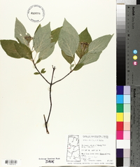 Cornus sericea subsp. sericea image