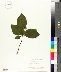 Cornus rugosa image