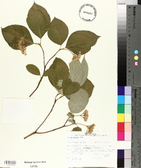 Cornus rugosa image