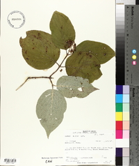 Cornus rugosa image