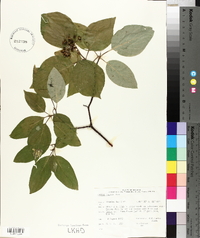 Cornus rugosa image