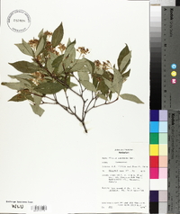 Cornus racemosa image