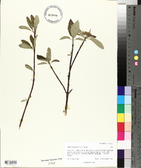 Cornus sericea subsp. sericea image