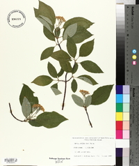 Cornus sericea subsp. sericea image