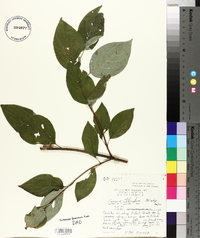 Cornus sericea subsp. sericea image