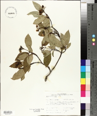 Cornus sericea subsp. sericea image