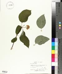 Cornus sericea subsp. sericea image