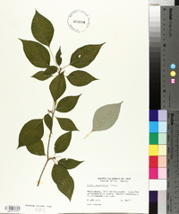 Cornus sericea subsp. sericea image