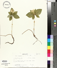 Cornus canadensis image