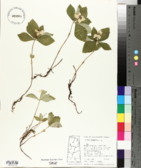 Cornus canadensis image