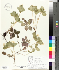 Cornus canadensis image