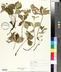 Cornus canadensis image