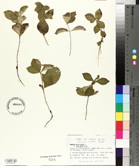 Cornus canadensis image