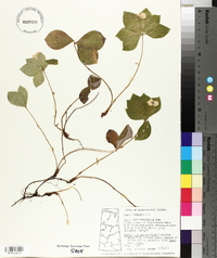 Cornus canadensis image