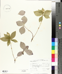 Cornus canadensis image