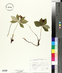 Cornus canadensis image