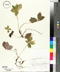 Cornus canadensis image