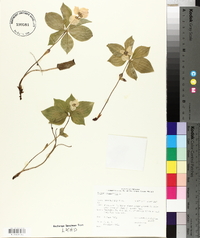 Cornus canadensis image