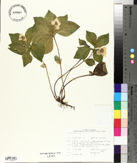 Cornus canadensis image