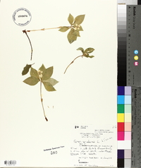 Cornus canadensis image