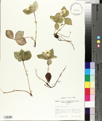 Cornus canadensis image