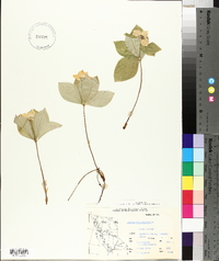 Cornus canadensis image