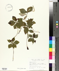 Cornus canadensis image