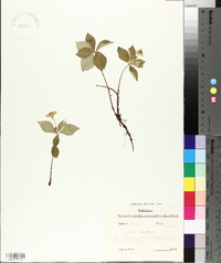 Cornus canadensis image