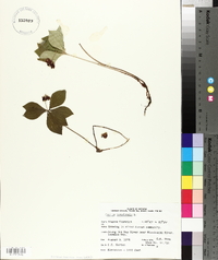 Cornus canadensis image