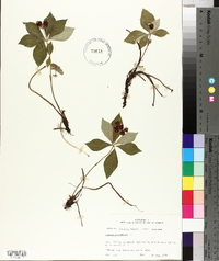 Cornus canadensis image