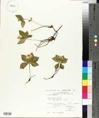 Cornus canadensis image