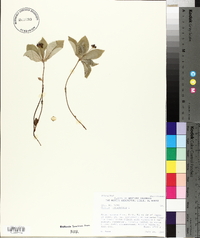 Cornus canadensis image