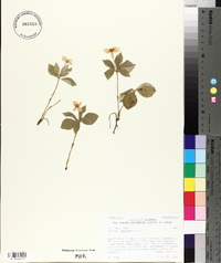 Cornus canadensis image