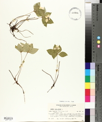 Cornus canadensis image