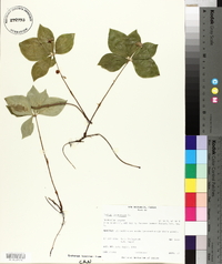 Cornus canadensis image