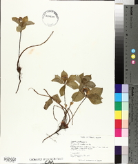 Cornus canadensis image