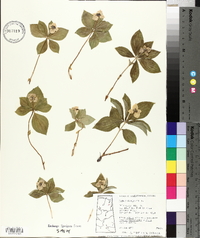 Cornus canadensis image