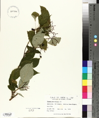 Cornus alternifolia image