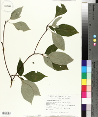 Cornus alternifolia image