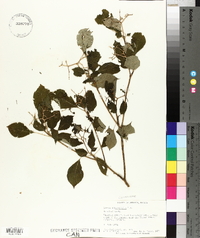 Cornus alternifolia image