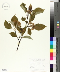 Cornus alternifolia image