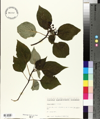 Cornus alternifolia image